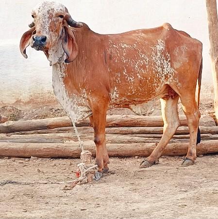 ગીર વાછડી યુ વેચવાની છે