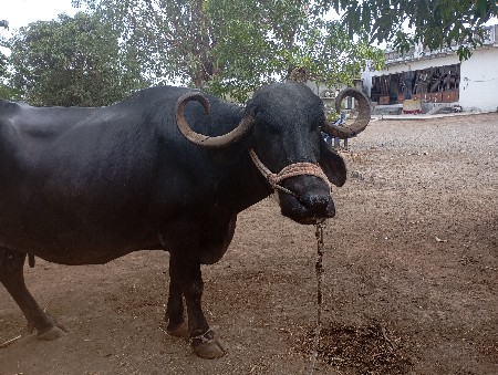 આ ભેંસ વેચવાની છે