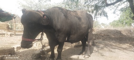 ભેંસ વેચવાની છે