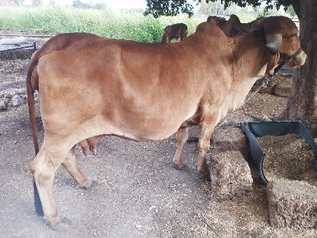 ગીર ગાય વેચવાની છે