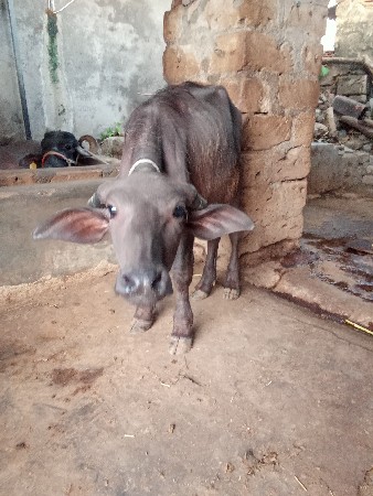 પાડો વેચવાનો છે