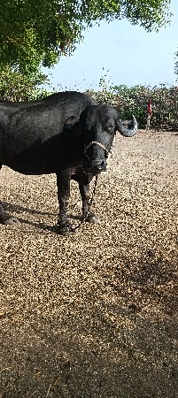 વેચવાની છે