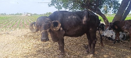 vechvani che