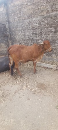 પ્રદીપ અરજણભાઈ મોરી 9737692777