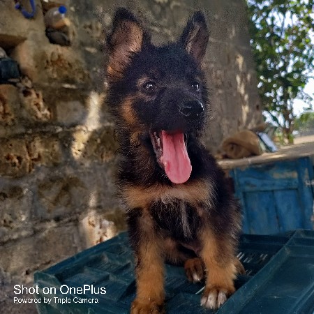 German shepherd long coat