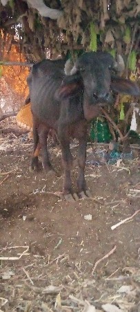 સુરેશભાઈ