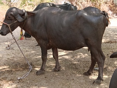 પેલું વેતર કડા વેચવાની છે