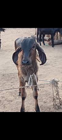 બ્લેક વાસડો