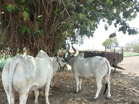 વેચવાના છે