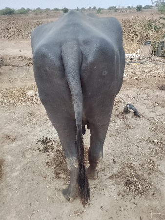 બીજૂ વેતર