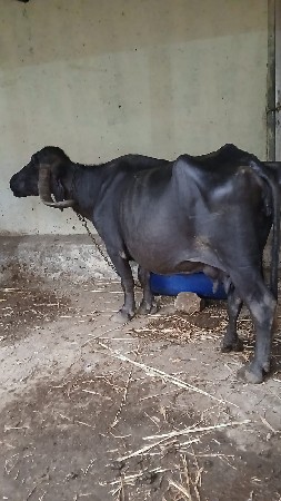 ભેંસ