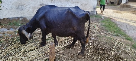 ભેંસ વેચવાની છે