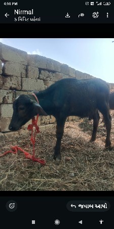 પાડા નું પાડી સાથે સાટું કરવૂ