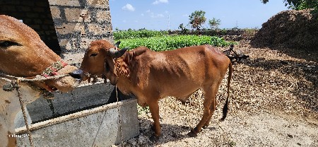 વેછવાના છે