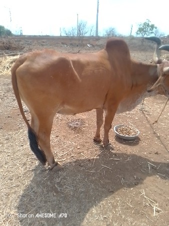 આબડધ વેચવાનોજે
