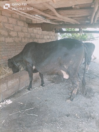 ગાય વેચવાની
