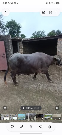 વેચવાની છે
