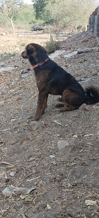 સારો કૂતરો દેવા નો છે