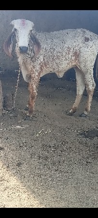 કાબરી