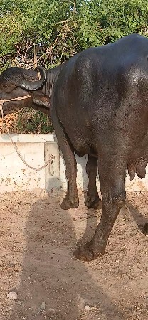 ખડેલી વેચવા ની છૈ