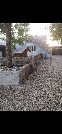 વસેલી વેચવાની નવ મહિનાની પોરબંદર
