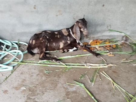 3 bakri devaniche