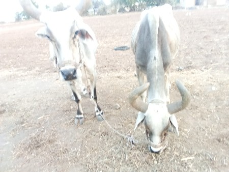 બળદ