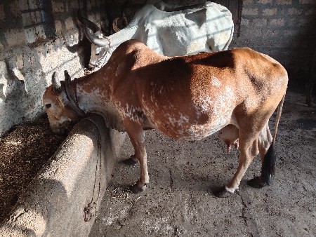 દેશી ગાય