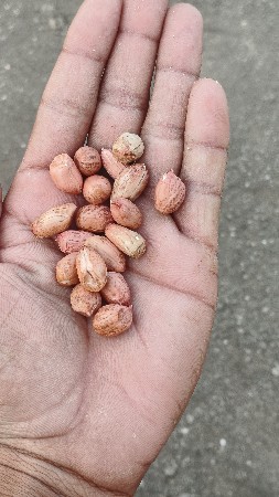 માંડવી વેચવાની છે G20