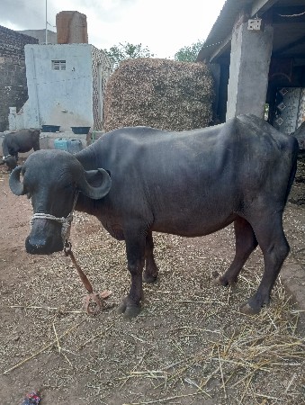 ખડેલી વેચવાની છે
