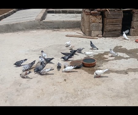 કબુતર વેચવાના છે