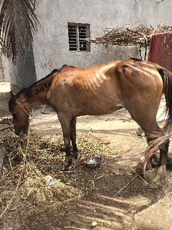 ઘોડી વેચવાની છે