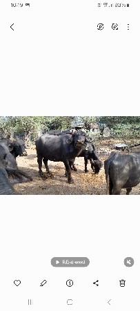 બે ભેશવેશવાની  છે