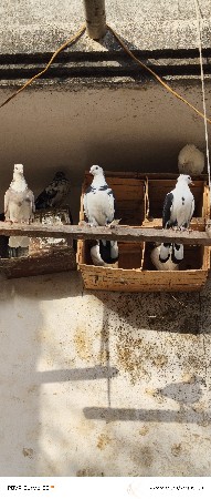 કબુતર વેચવાના છે