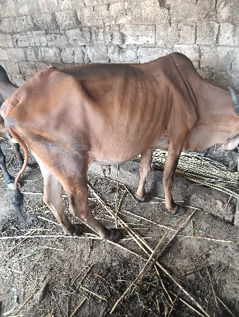 ગાય વેચવાની છે