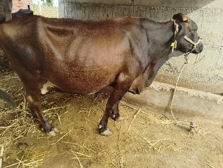 gir cross gay vesvani se