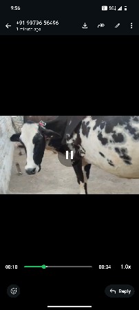 જર્સી ગાય વેચવાની છે