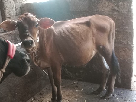 જર્સી વાસડી વેચવાની છે