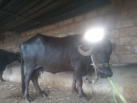 ભેંસ 3 વેતર 1.5 વાર