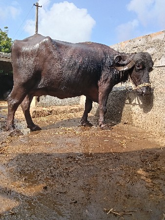 ભેંસ ૭ લિટર દુધ ત્રિજુ વેતર
