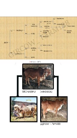 bull sell karvano che