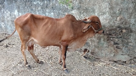 ગાય વેચવાની છે
