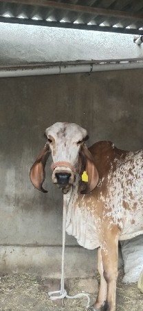 પ્યોર ગીર વોળકી