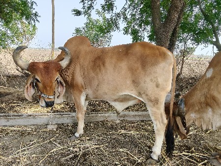 બળદ વેચવાના છે