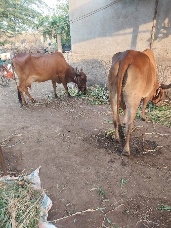 બે ગાયું વેચવાની છે