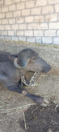 બેસવાની સે ખડી બે મહીના ગાભણ