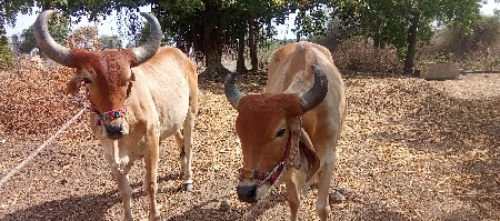 વેચવાના