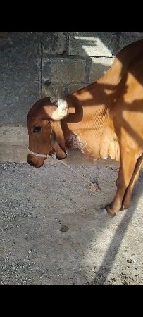 દેશી ગાય વેચવાની છે