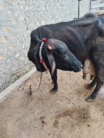 ગાય