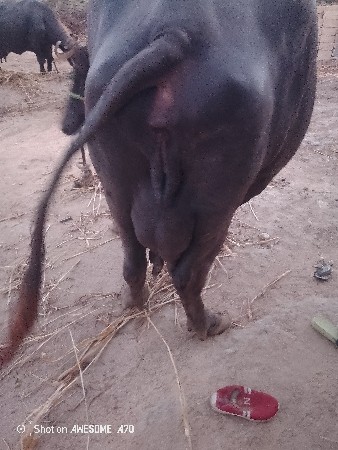 ભેંસ વેચવાની છે 4જુ વેતર